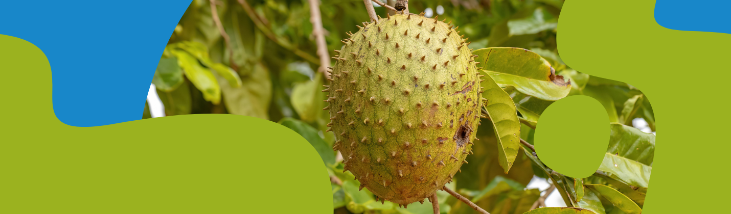 Graviola Supplement: Benefits, Research & Safety