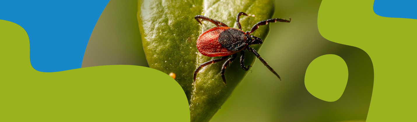 Lyme Disease: Facts, Myths & Protection