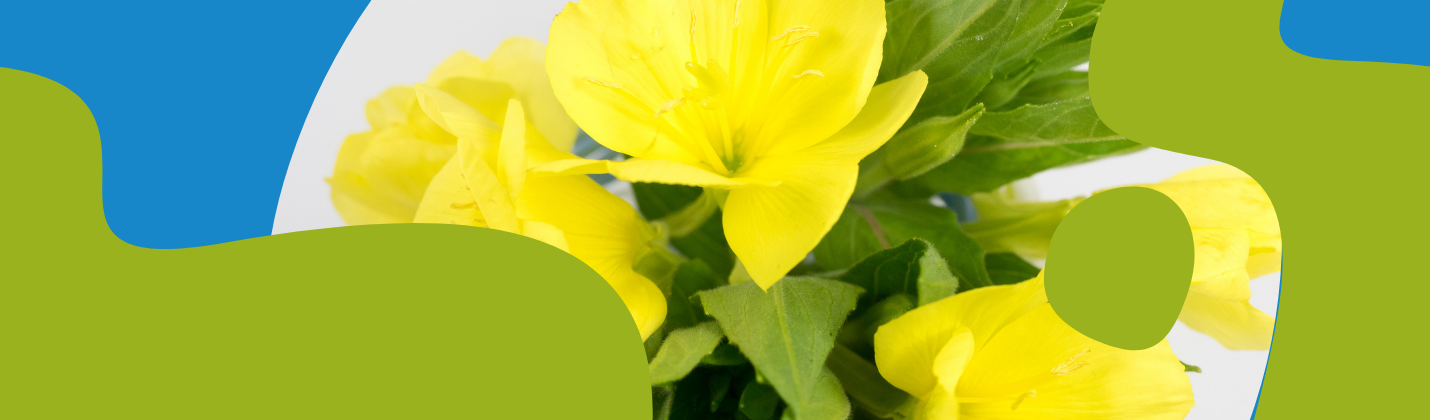 Evening Primrose Oil: Benefits, Uses and Dosage